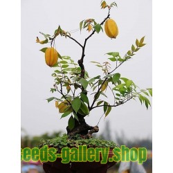 Star Fruit Tree Seed Averrhoa carambola Tropical Seeds