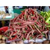 Price: €120 - "Vezanka" Piment 4000 Graines - Variété ancienne Serbie - Seeds Gallery