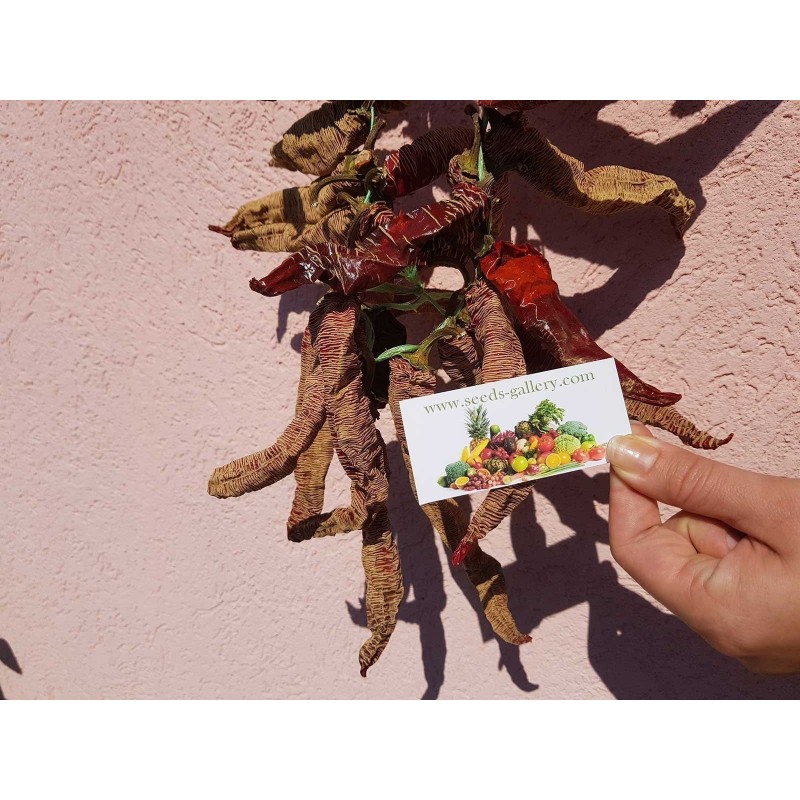 Pimenta "Vezanka" 4000 Sementes - Antigo variedade sérvio | 120,00 €