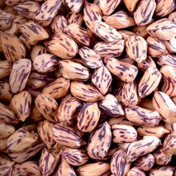 Tiger Peanut Seeds (Arachis Hypogaea)