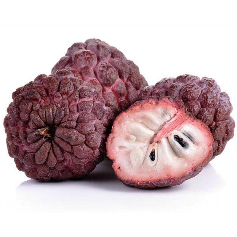 *UNCLE CHAN* 30 SEED RED CUSTARD APPLE SEED ANNONA RETICULATA RARE SWEET