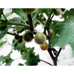 Semillas de Solanum ferox - Tarambulo - Terong Bulu
