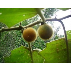 Tarambulo - Håriga Aubergine frön (Solanum ferox)