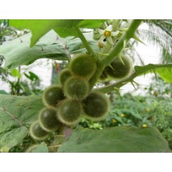 Tarambulo - Håriga Aubergine frön (Solanum ferox)