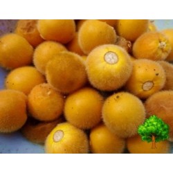 Sementes de Tarambulo - Berinjela peludas (Solanum ferox)