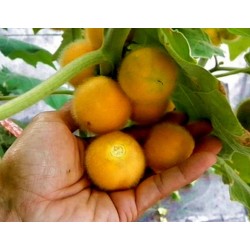 Sementes de Tarambulo - Berinjela peludas (Solanum ferox)