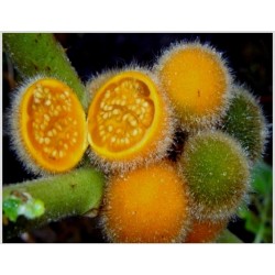 Tarambulo - Aubergine de Siam Samen (Solanum ferox)