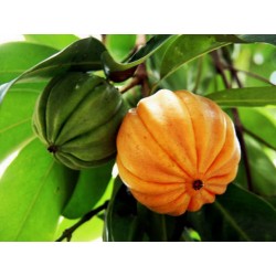 Seme egzoticnog voca Cowa Mangosteen, Kandis (Garcinia cowa)