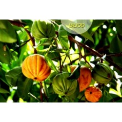 Seme egzoticnog voca Cowa Mangosteen, Kandis (Garcinia cowa)