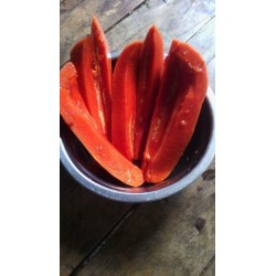 Röd Karibisk Papaya Frön (Carica papaya)