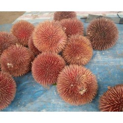 Graines de Durian rouges, Durian Marangang (Durio dulcis)