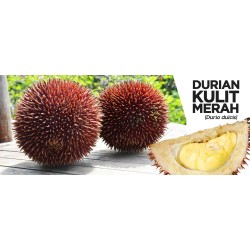 Semillas de durian rojo, Durian Marangang (Durio dulcis)