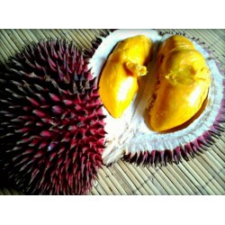 Rote Durian-Samen, Durian Marangang (Durio dulcis)