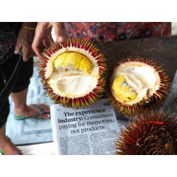 Röd Durian Fröer, Durian Marangang (Durio Dulcis)