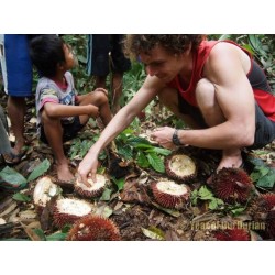 Semillas de durian rojo, Durian Marangang (Durio dulcis)