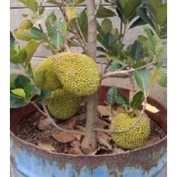 Seme Crvenog Duriana, Durian Marangang (Durio dulcis)