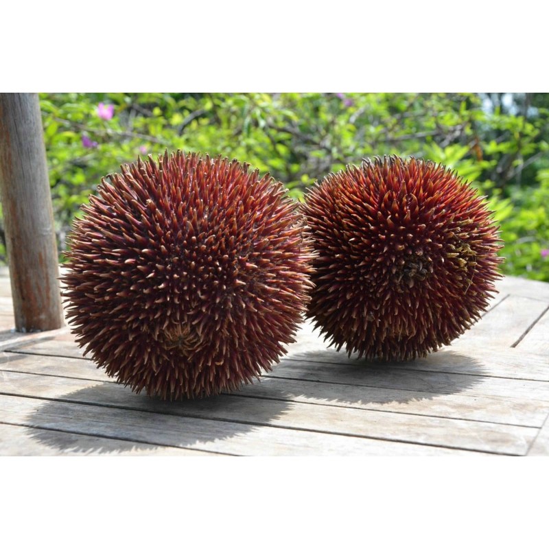 Κόκκινοι Δυριαν σπόροι, Durian Marangang (Durio dulcis)