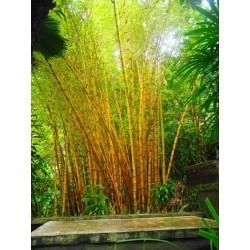 Graines de Bambou Doré (Phyllostachys aurea).
