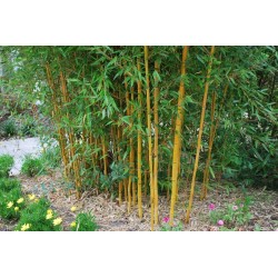 Golden Bamboo Seeds - fish pole bamboo (Phyllostachys aurea)