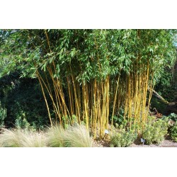 Graines de Bambou Doré (Phyllostachys aurea).