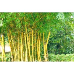 Sementes de Bambu Amarelo (Phyllostachys aurea)