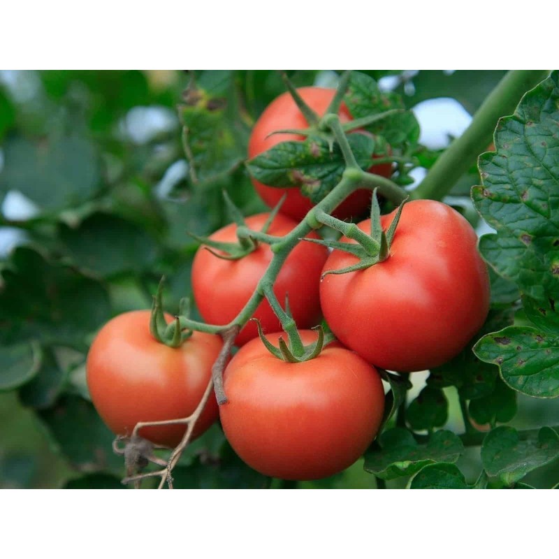 Graines de Tomate Novosadski Jabucar