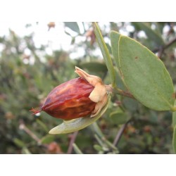 Jojoba, Simmondsia chinensis, Seeds (Edible)