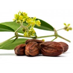 Jojoba, Simmondsia chinensis, σπόροι (βρώσιμα)