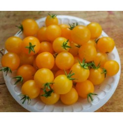 Sementes de Tomate Tumbling Tom Vermelho e Amarelo