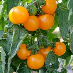 Goldene Königin Tomato Seeds