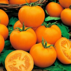 Goldene Königin Tomato Seeds