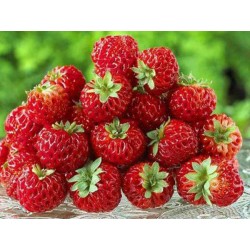 Rare “Framberry” Strawberrie Seeds “RED DREAM”