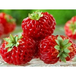 Erdbeere Samen “Framberry“ mit Himbeer-aroma