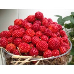 Semillas de Fresa “Framberry“