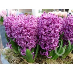 Jacinto Bolbos (Diferentes tipos) (Hyacinthus)