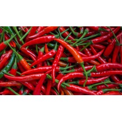 Serbisk varm chili peppar "Crvena feferona"