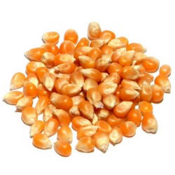 Popcorn-Samen - Züchten Sie Ihre eigenen