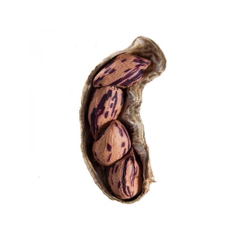 Tiger Peanut Seeds (Arachis Hypogaea)
