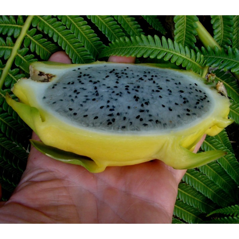 Graines de Pitaya Jaune - Fruit du Dragon (Selenicereus megalanthus) | 3,50 €