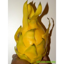 Sementes de Fruta do dragão amarelo