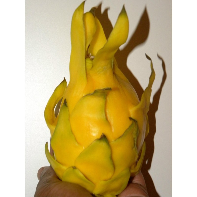 Graines de Pitaya Jaune - Fruit du Dragon (Selenicereus megalanthus) | 3,50 €