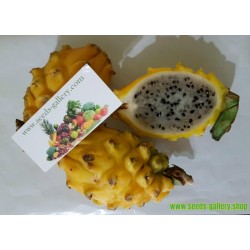 Zuti Dragon Fruit Seme - Zmajevo Voce