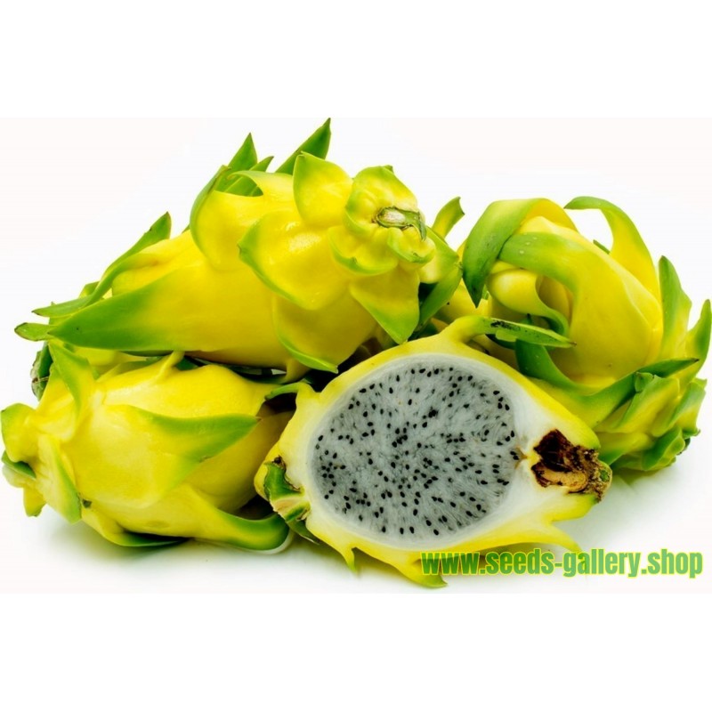~GOLDEN DRAGON~ DragonFruit Pitaya White Pulp Yellow Fruits Undatus Seeds EXOTIC 