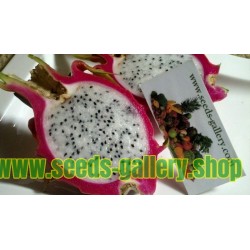 Σπόροι pitaya εξωτικό φρούτο του δράκου