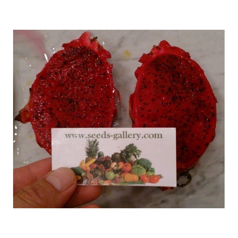 Semi di pitaya rossa, frutto del drago (Hylocereus costaricensis) | 2,50 €