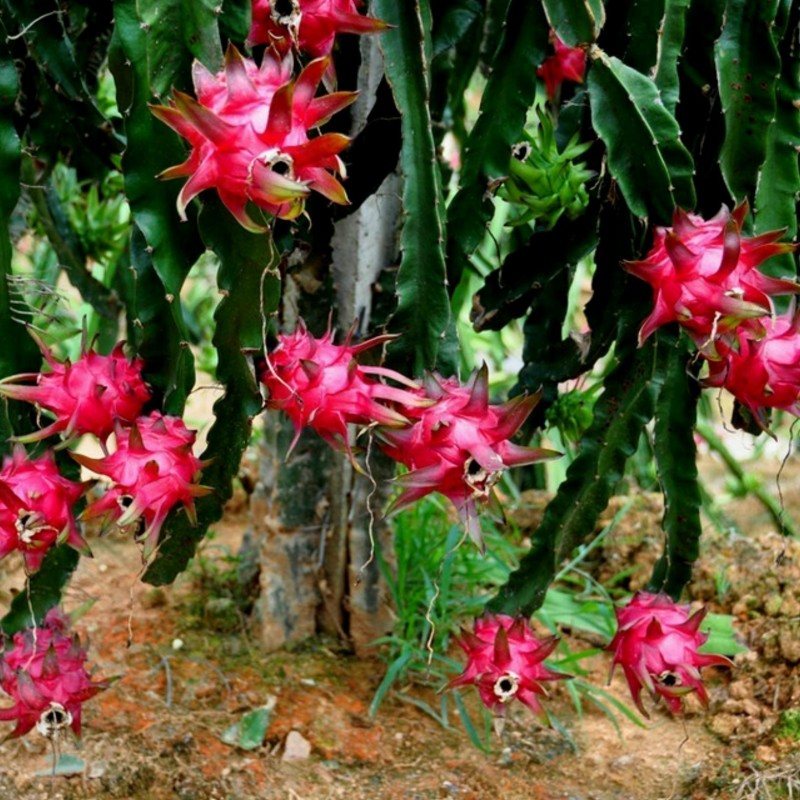 Red Pitaya, Dragon Fruit Seeds (Hylocereus costaricensis) | €2.50