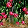 Rode pitaya, pitaja (Hylocereus costaricensis) | € 2,50