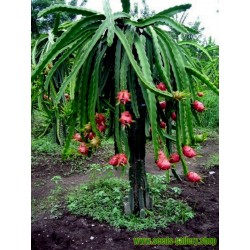 Drachenfrucht Samen Pitahaya Mit Roten Fleisch Kaktus Kakteen