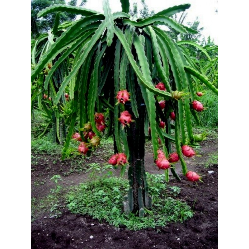 Semi di pitaya rossa, frutto del drago (Hylocereus costaricensis) | 2,50 €