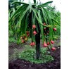 Semi di pitaya rossa, frutto del drago (Hylocereus costaricensis) | 2,50 €